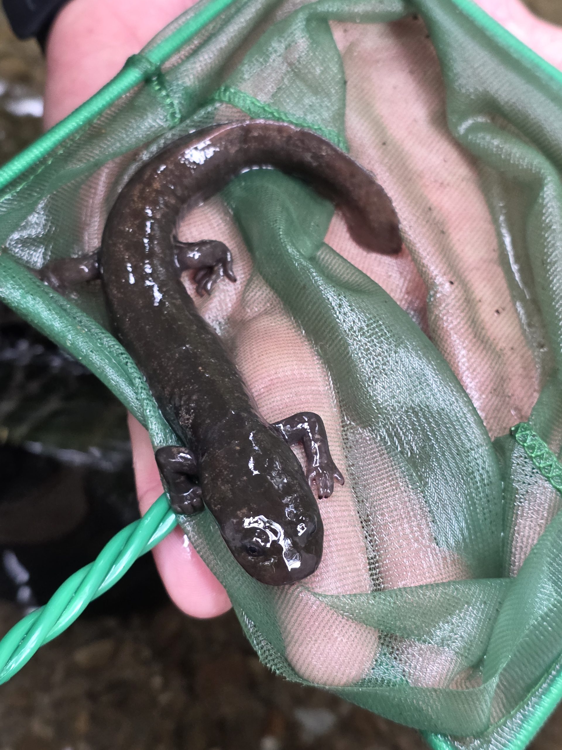 SalamanderInTHRC